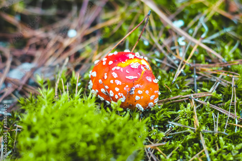 Poisonous mushroom amanita with a red cap in the forest..Fly agaric danger to mushroom pickers Poisonous mushroom amanita with a red cap in the forest..Fly agaric danger to mushroom pickers