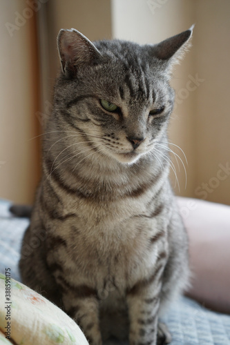 布団の上に座っているサバトラ猫 © ykimura65