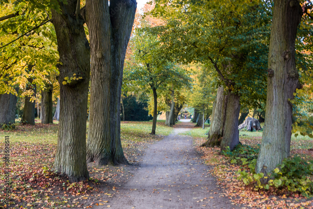 Naklejka premium Autumn trees alley with colorful leaves in the park