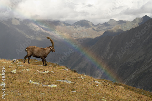 Alpine ibex watching a rainbow in an autumn mountain meadow landscape