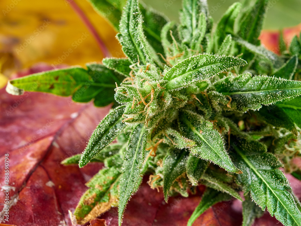 Cannabis.Marijuana flower on the background of autumn yellow leaves. Cannabis.Marijuana flower on the background of autumn yellow leaves.