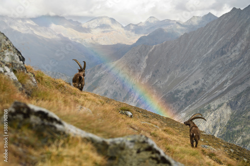 Alpine ibexes watching a rainbow in an autumn mountain meadow landscape photo