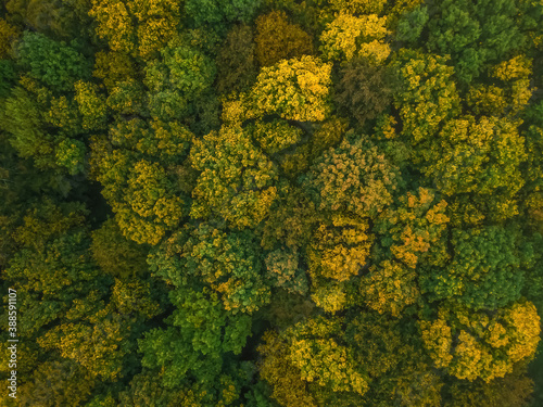 Aerial view of trees in the autumn forest. Beautiful colors of autumn in nature