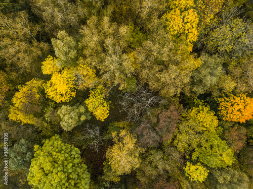 Aerial view of trees in the autumn forest. Beautiful colors of autumn in nature