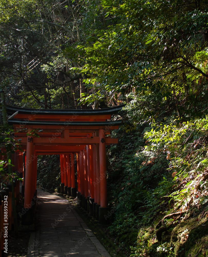 A pathwalk in a forest lined with orange Torii gates at Fushimi Inari Shrine in Kyoto in Japan A pathwalk in a forest lined with orange Torii gates at Fushimi Inari Shrine in Kyoto in Japan
