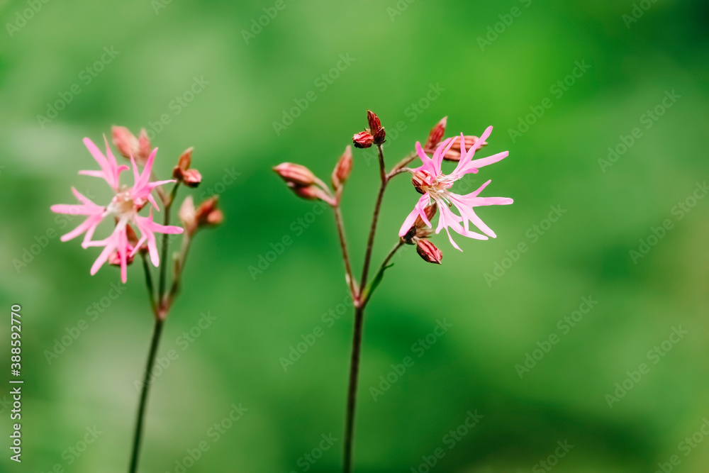 Fototapeta premium Close-up of ragged robin flower