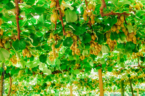 Kiwifruit farm