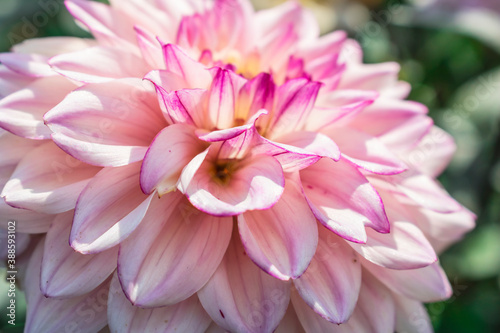 Fototapeta Naklejka Na Ścianę i Meble -  Pink petals of a Dahlia flower close-up. Autumn flower
