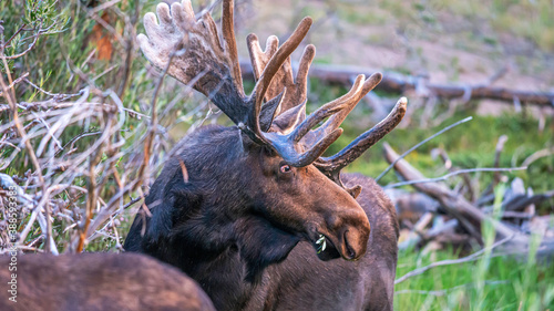 Bull Moose feeding at Sprague Lake photo