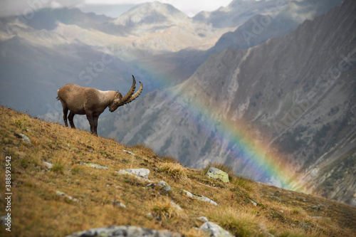 Alpine ibex watching a rainbow in an autumn mountain meadow landscape © PetrDolejsek