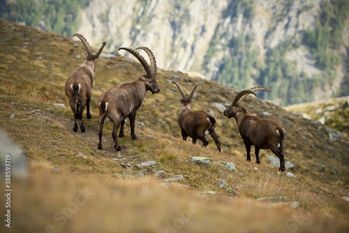 Fototapeta Naklejka Na Ścianę i Meble -  Alpine ibex group walking through an autumn mountain meadow
