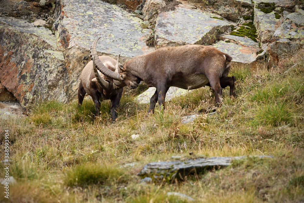 Alpine ibexes fight locking horns on an autumn mountain meadow Alpine ibexes fight locking horns on an autumn mountain meadow