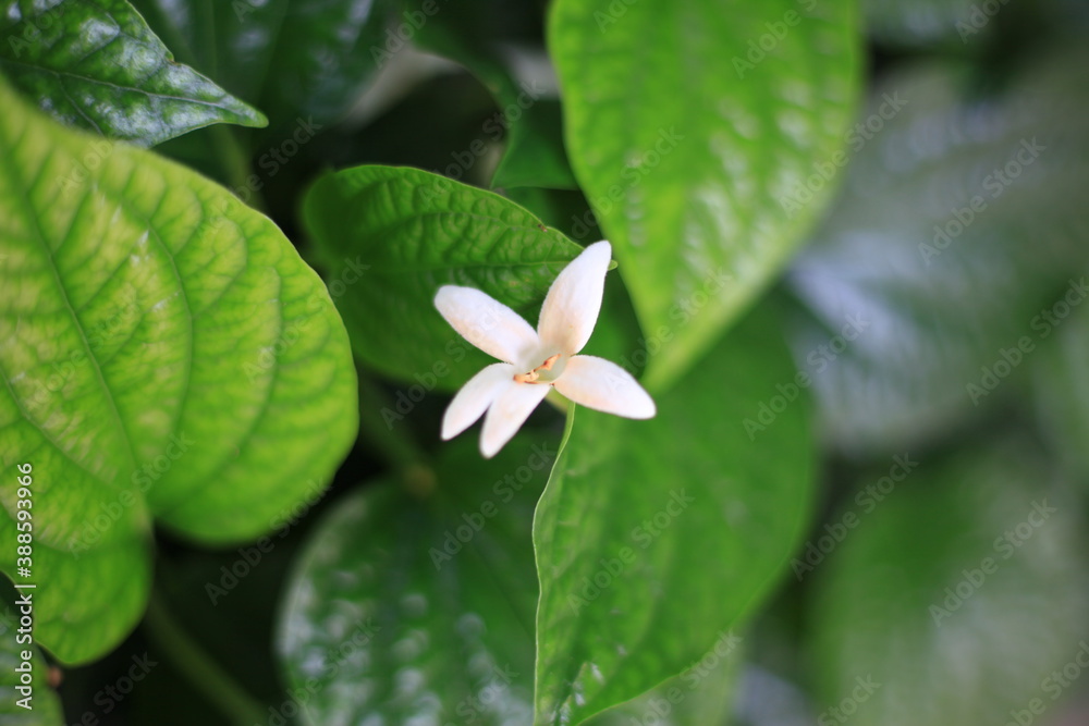 Obraz premium close up of Chaplo flower