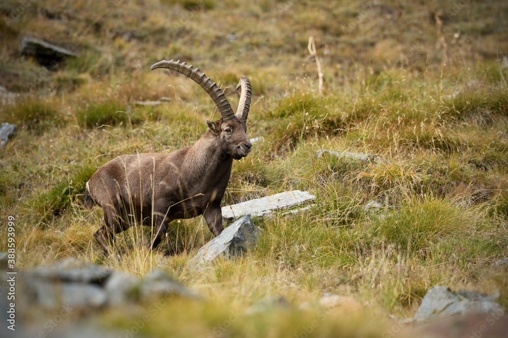 Alpine ibex walks through a meadow