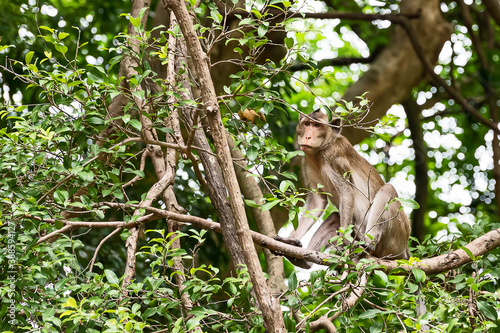 The daily lives of small monkeys, tropical forests, Thailand.
