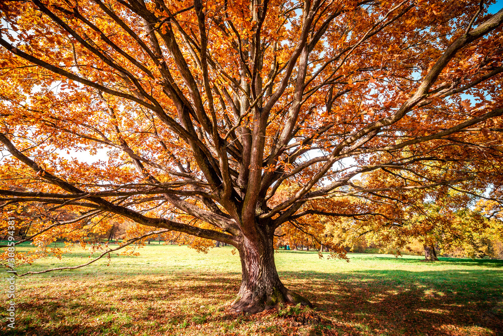 A beautiful, spreading oak in the autumn season. A beautiful, spreading oak in the autumn season.