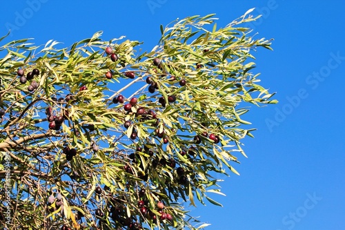 Olives of Manaki variety on olive tree branch in the outskirts of Athens in Attica, Greece. photo