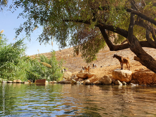 Goat On a rock by the river, desert at noon in a sunny summer day Mountains of Yehuda desert, Israel, Ein uja Milk farming. photo