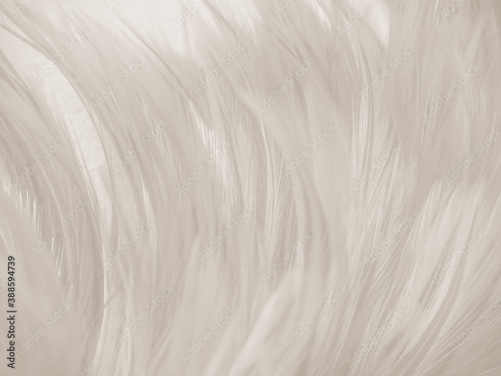 Beautiful abstract gray feathers on white background and soft white feather texture on white pattern and brown background, white texture wallpaper, love theme, valentines day Beautiful abstract gray feathers on white background and soft white feather texture on white pattern and brown background, white texture wallpaper, love theme, valentines day
