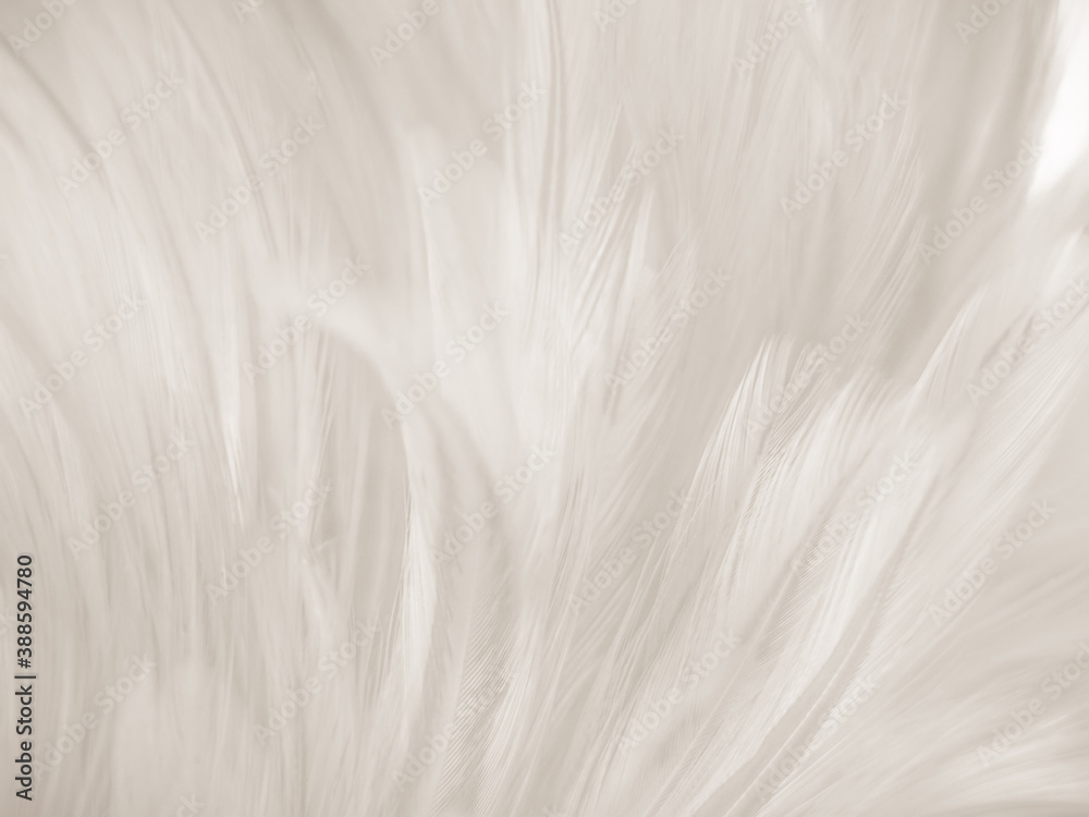Beautiful abstract gray feathers on white background and soft white feather texture on white pattern and brown background, white texture wallpaper, love theme, valentines day