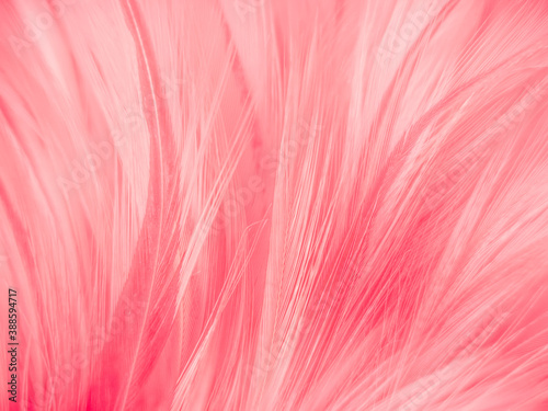 Beautiful abstract gray and pink feathers on white background, white feather frame texture on pink pattern and pink background, love theme wallpaper and valentines day