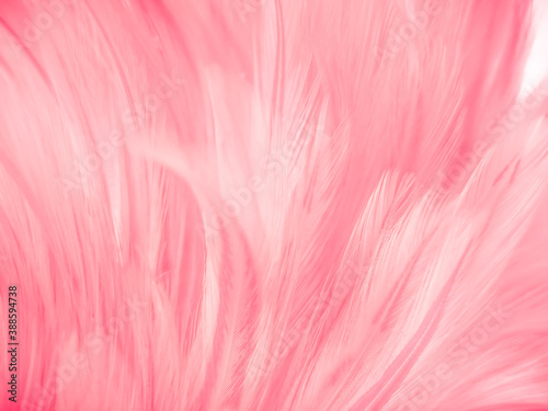Beautiful abstract gray and pink feathers on white background,  white feather frame texture on pink pattern and pink background, love theme wallpaper and valentines day © Weerayuth