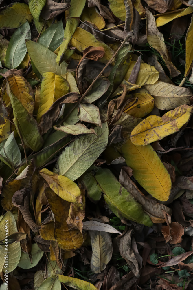 Dry autumn leaves on the ground. Background. Texture. Warm landscape. Yellow and green color. Dry autumn leaves on the ground. Background. Texture. Warm landscape. Yellow and green color.
