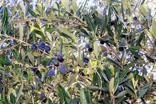 Olives of Manaki variety on olive tree branch in the outskirts of Athens in Attica, Greece. photo