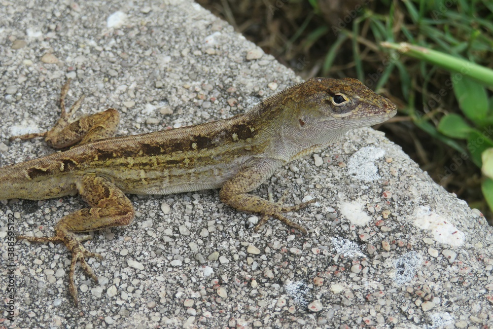 Brown lizard on the stone in Florida nature, closeup Brown lizard on the stone in Florida nature, closeup