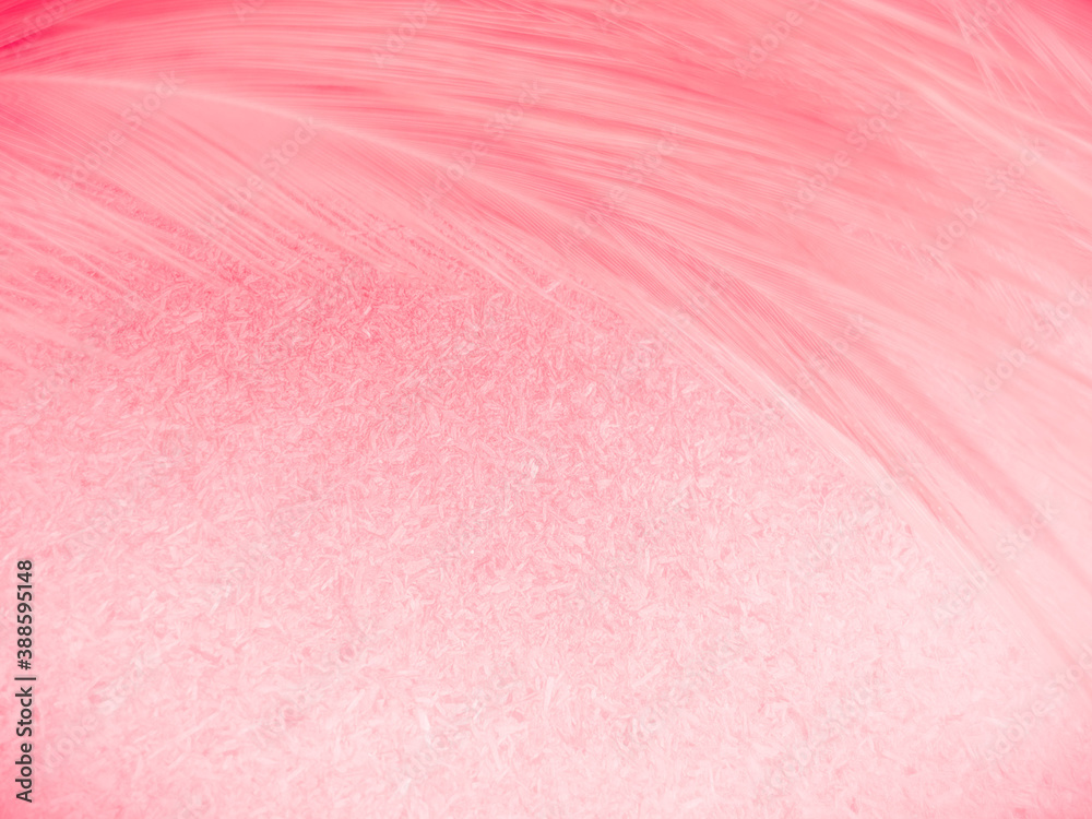 Fototapeta premium Beautiful abstract gray and pink feathers on white background, white feather frame texture on pink pattern and pink background, love theme wallpaper and valentines day