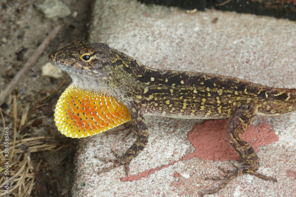 Tropical anole lizard on the stone in Florida nature, closeup Tropical anole lizard on the stone in Florida nature, closeup