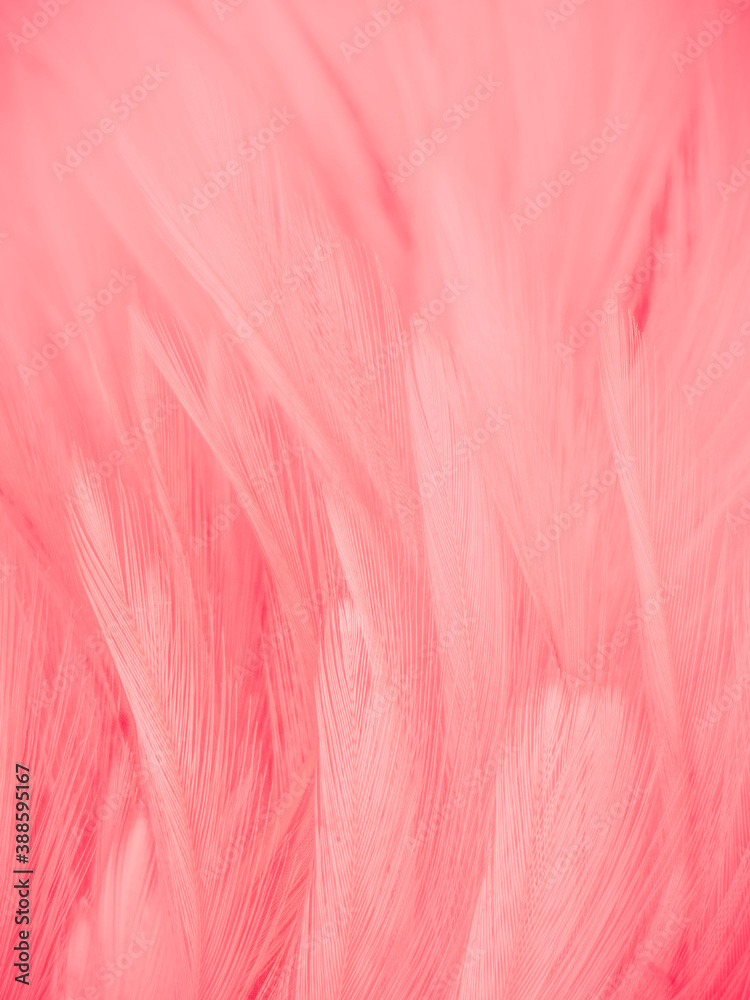 Fototapeta premium Beautiful abstract gray and pink feathers on white background, white feather frame texture on pink pattern and pink background, love theme wallpaper and valentines day