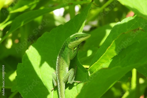 Tropical green anole lizard on leaves in Florida nature 