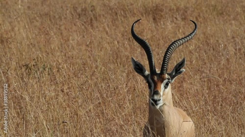 Male Grant's Gazelle in Samboro Reserve photo