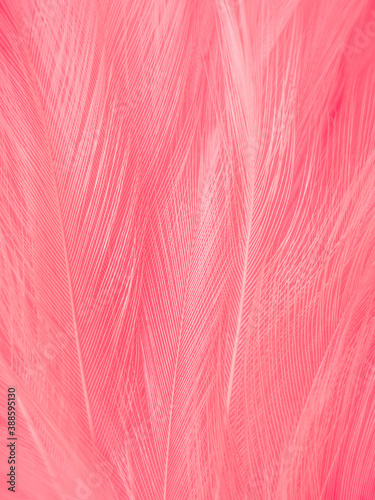 Beautiful abstract gray and pink feathers on white background   white feather frame texture on pink pattern and pink background  love theme wallpaper and valentines day
