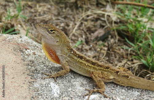 Tropical brown lizard on the rock in Florida wild, closeup