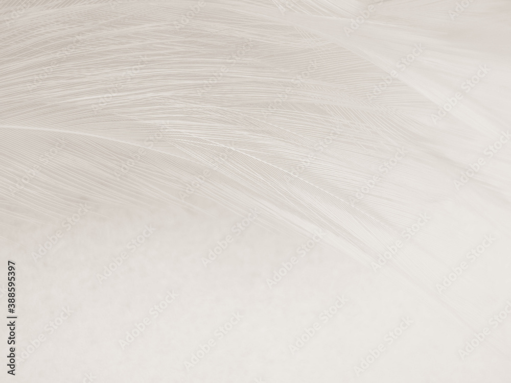 Beautiful abstract gray feathers on white background and soft white feather texture on white pattern and brown background, white texture wallpaper, love theme, valentines day Beautiful abstract gray feathers on white background and soft white feather texture on white pattern and brown background, white texture wallpaper, love theme, valentines day