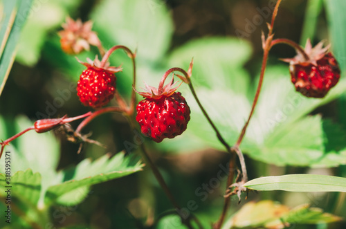 Fragaria vesca. Ripe wild strawberry with background blur.