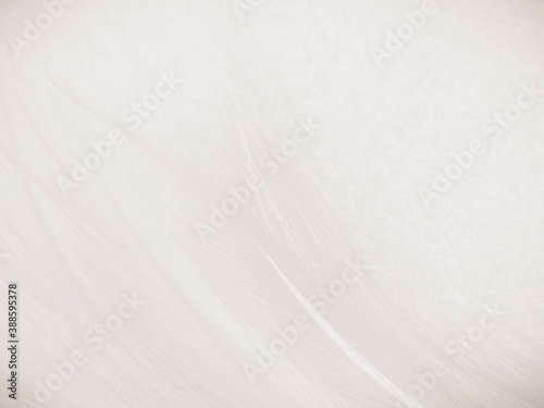Fototapeta Naklejka Na Ścianę i Meble -  Beautiful abstract gray feathers on white background and soft white feather texture on white pattern and brown background, white texture wallpaper, love theme, valentines day