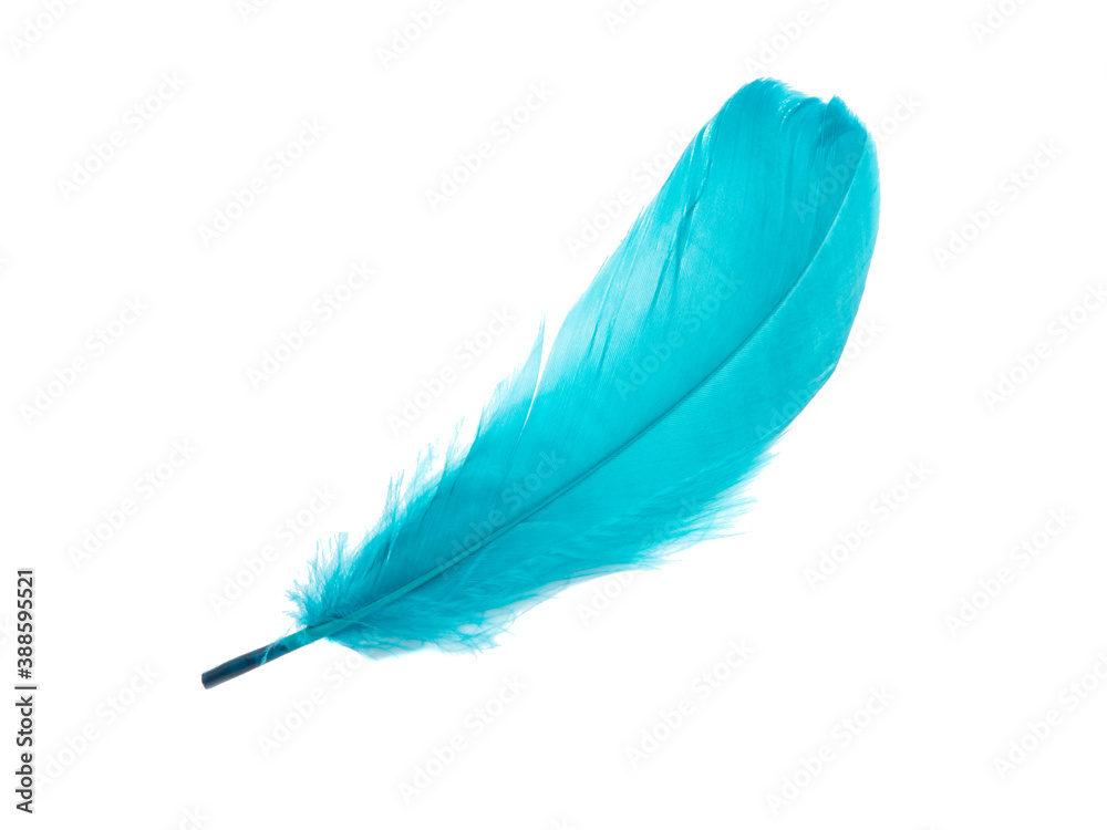Blue fluffy feather isolated on the white Blue fluffy feather isolated on the white