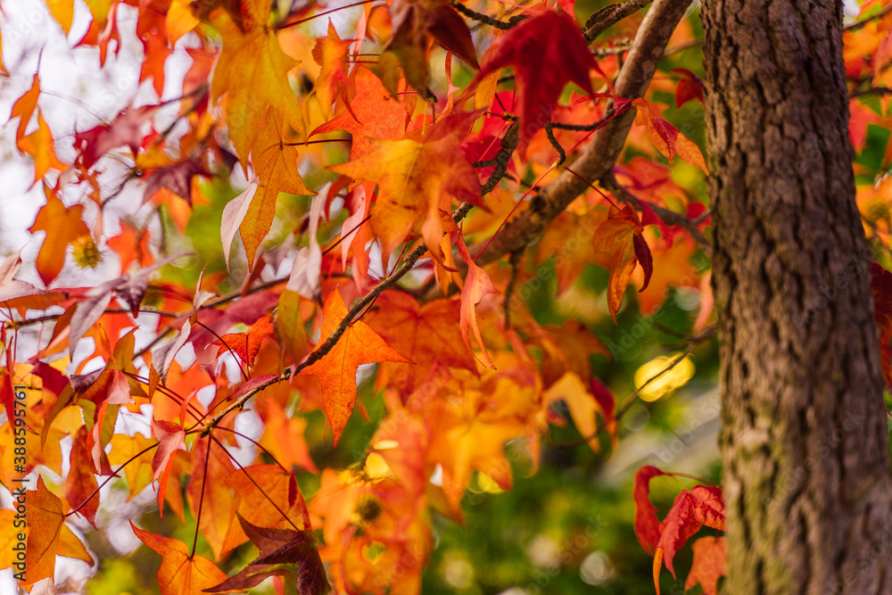 detail of liquidambar (sweetgum tree) leafs with blurred background - autumnal background detail of liquidambar (sweetgum tree) leafs with blurred background - autumnal background