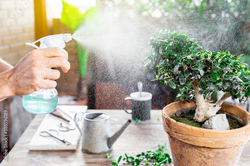 Man watering bonsai leaves.