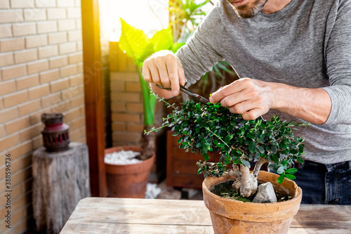 Happy senior man taking care of bonsai plant