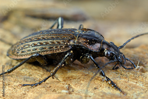 Side view of Common Black Ground Beetle