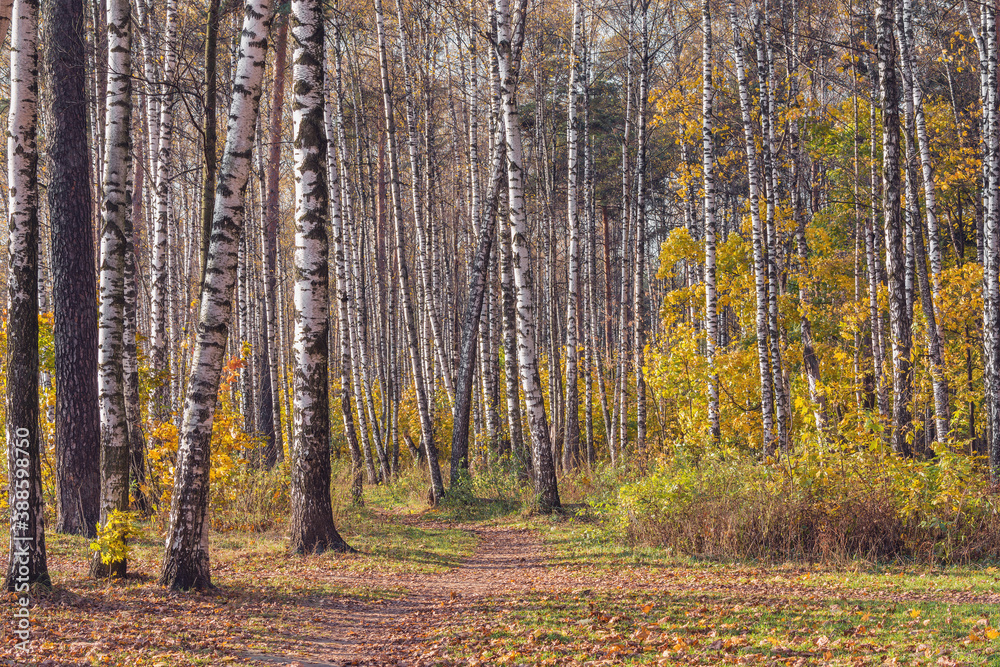 Fototapeta premium View of the autumn birch tree grove at day time.