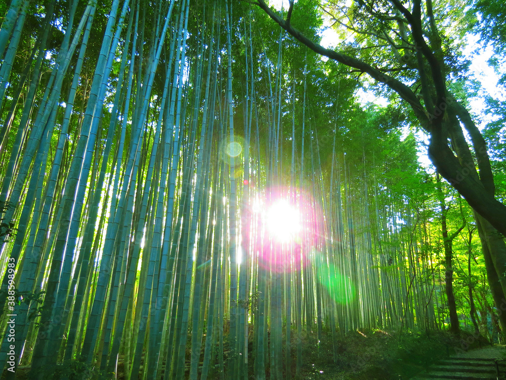 太陽の光と竹林 Stock Photo | Adobe Stock