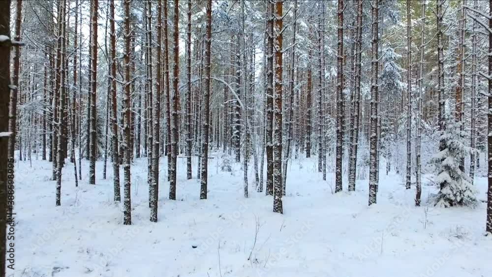 Gliding through the pine forest in winter. Snow-covered coniferous trees of the wild Northern forest. Gliding through the pine forest in winter. Snow-covered coniferous trees of the wild Northern forest.