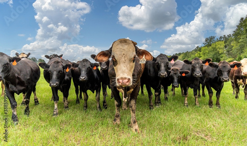 Curious Cows