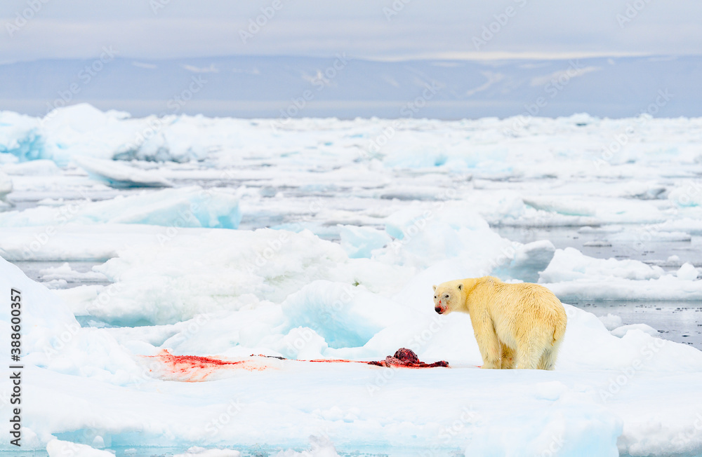 Male polar bear (Ursus maritimus), with seal prey, Svalbard, Norway Male polar bear (Ursus maritimus), with seal prey, Svalbard, Norway