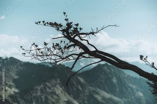 Zweig vor den Alpen